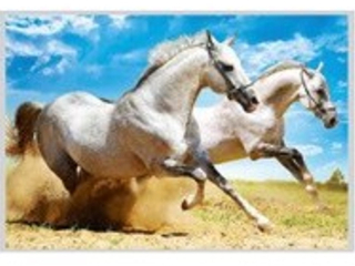 magnet 3D obrázek - zvířata 65x82mm-029 koně