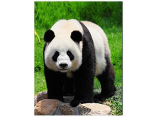 magnet 3D obrázek - zvířata 65x82mm-552 panda