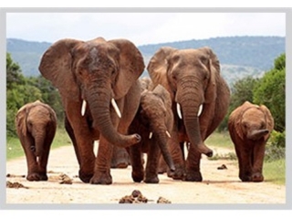 magnet 3D obrázek - zvířata 65x82mm-685 sloni