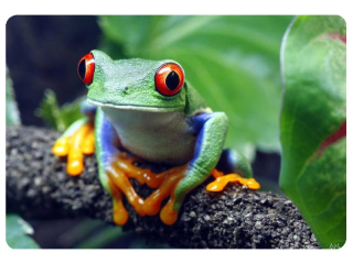 magnet 3D obrázek - zvířata 65x82mm-žába